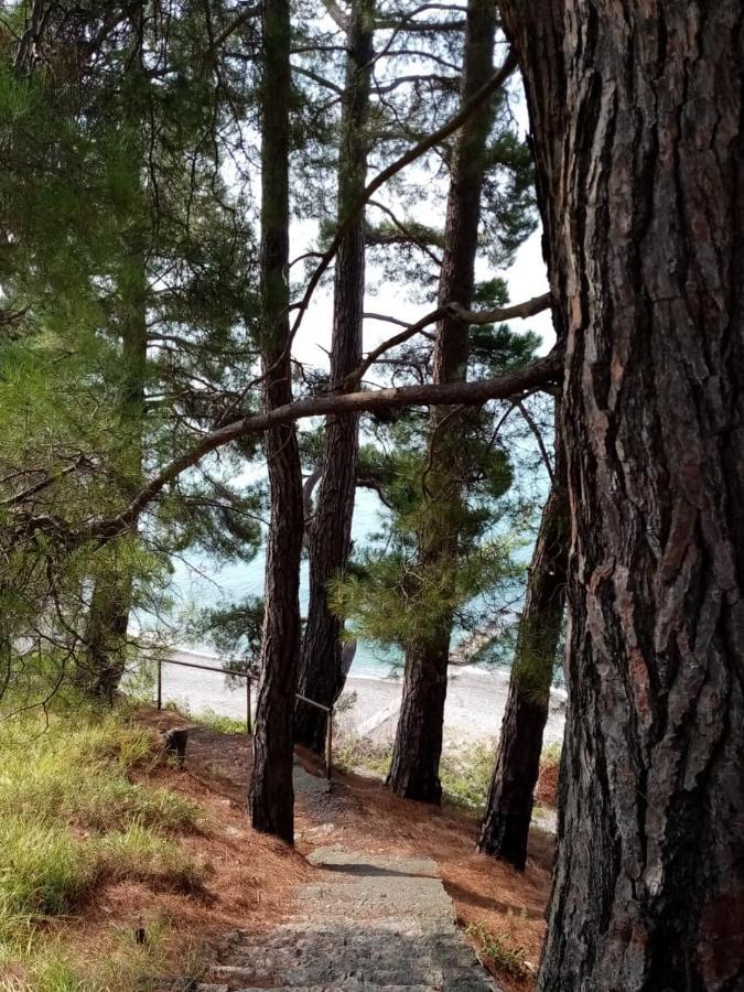 Гостевой Дом Мимоза Gagra Buitenkant foto